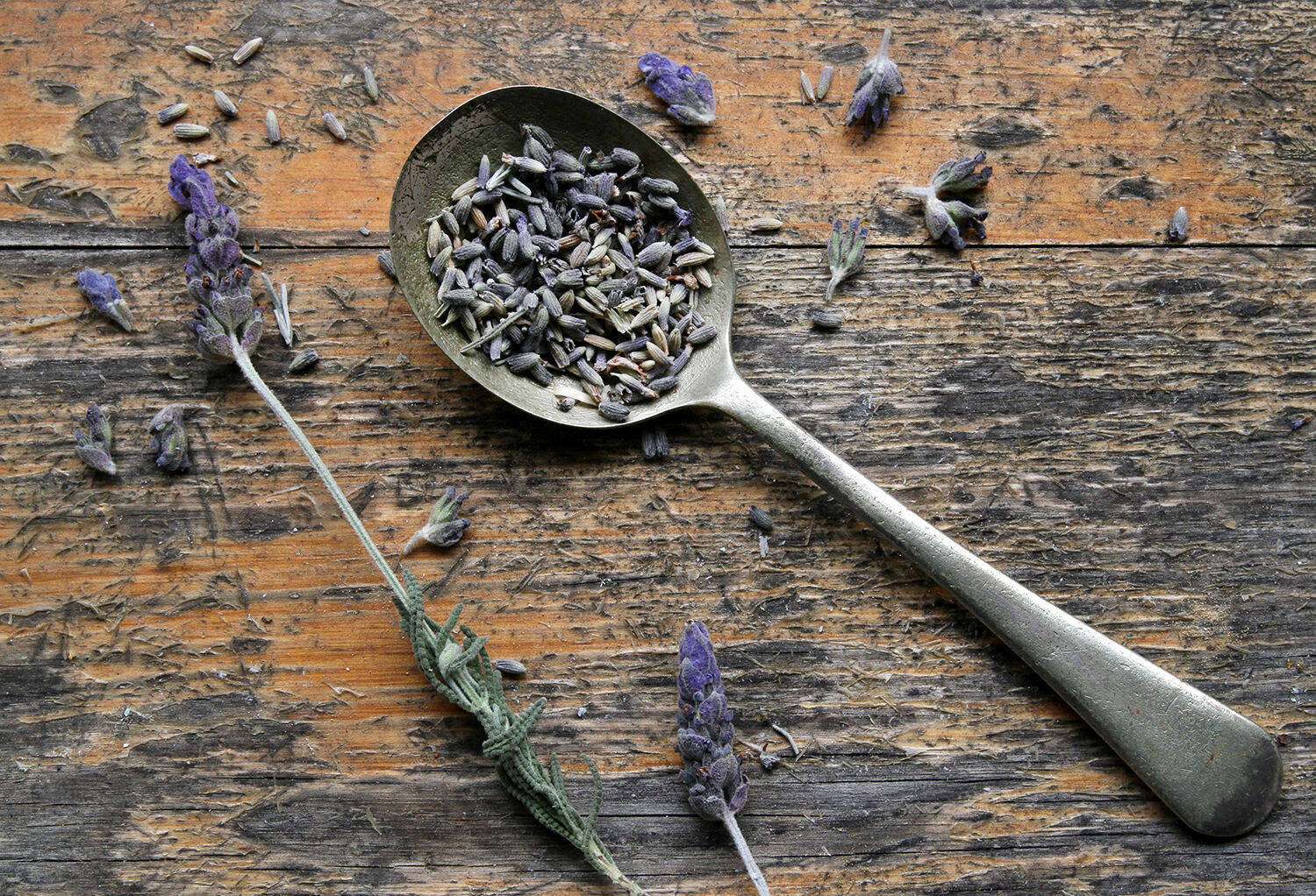 Lavender loose